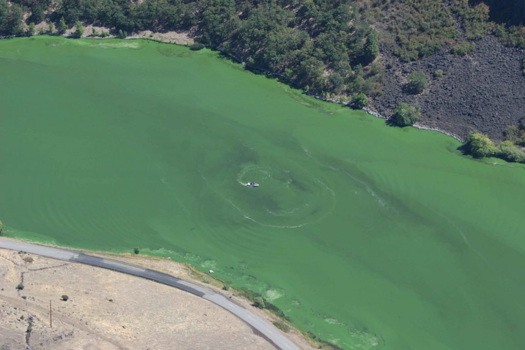 Algae bloom in Iron Gate Reservoir, Klamath River, August 2007. Note the wakeboarder in the bloom.