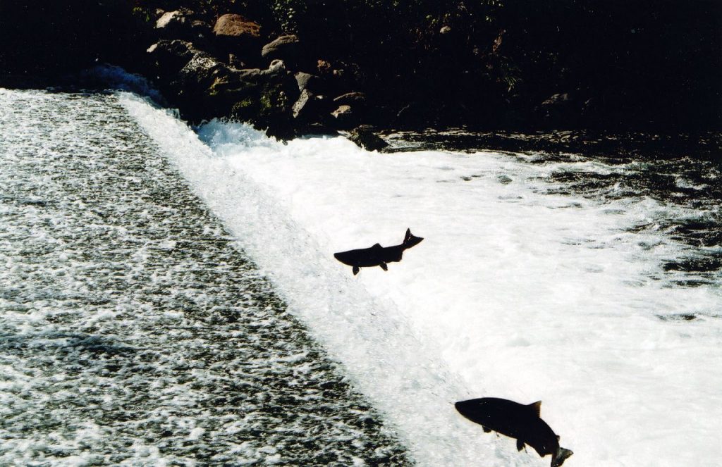 Salmon denied upstream access by Battle Creek Dam.